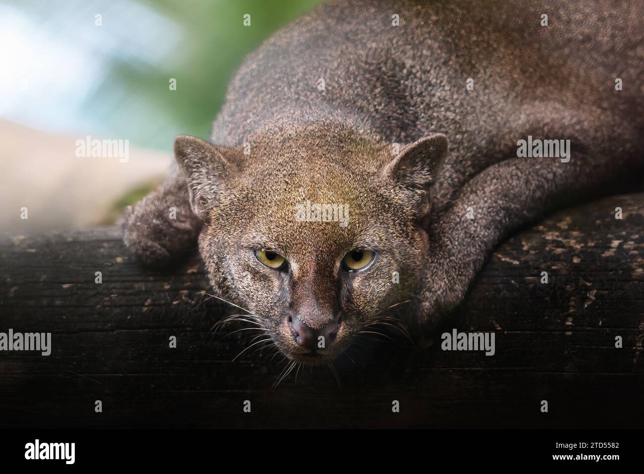 Jaguarundi (Herpalurus yagouaroundi) - Chat sauvage élancé d'Amérique centrale et du Sud Banque D'Images