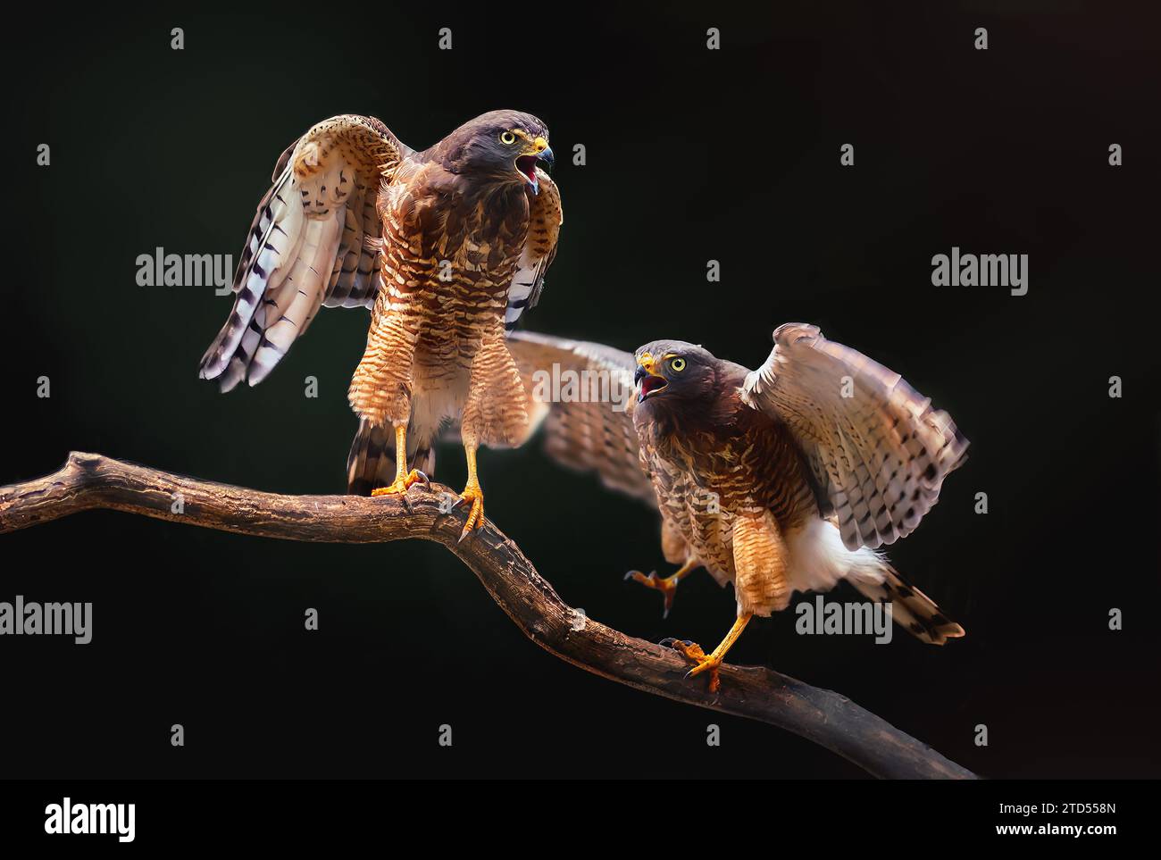 Couple de faucon en bord de route (Rupornis magnostris) - oiseaux de proie Banque D'Images