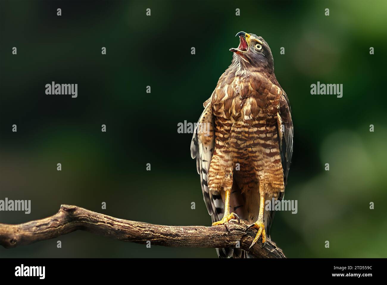 Hawk hurlant au bord de la route (Rupornis magnostris) - oiseau de proie Banque D'Images