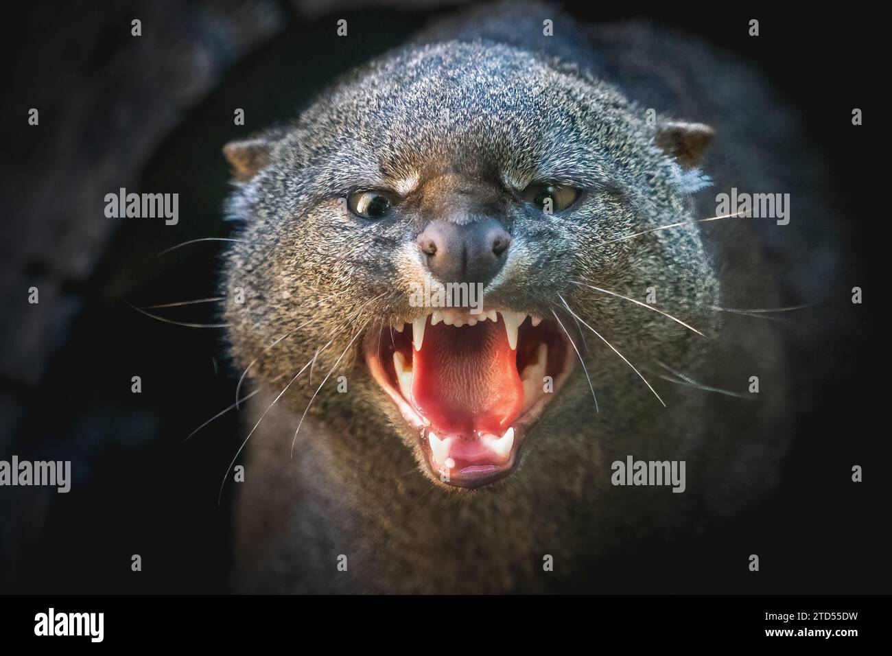 Jaguarundi en colère montrant des dents (Herpalurus yagouaroundi) - chat sauvage mince d'Amérique centrale et du Sud Banque D'Images