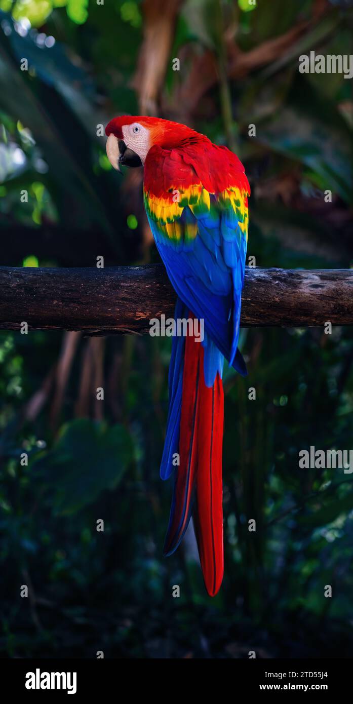 Oiseau macaque écarlate coloré (Ara macao) Banque D'Images