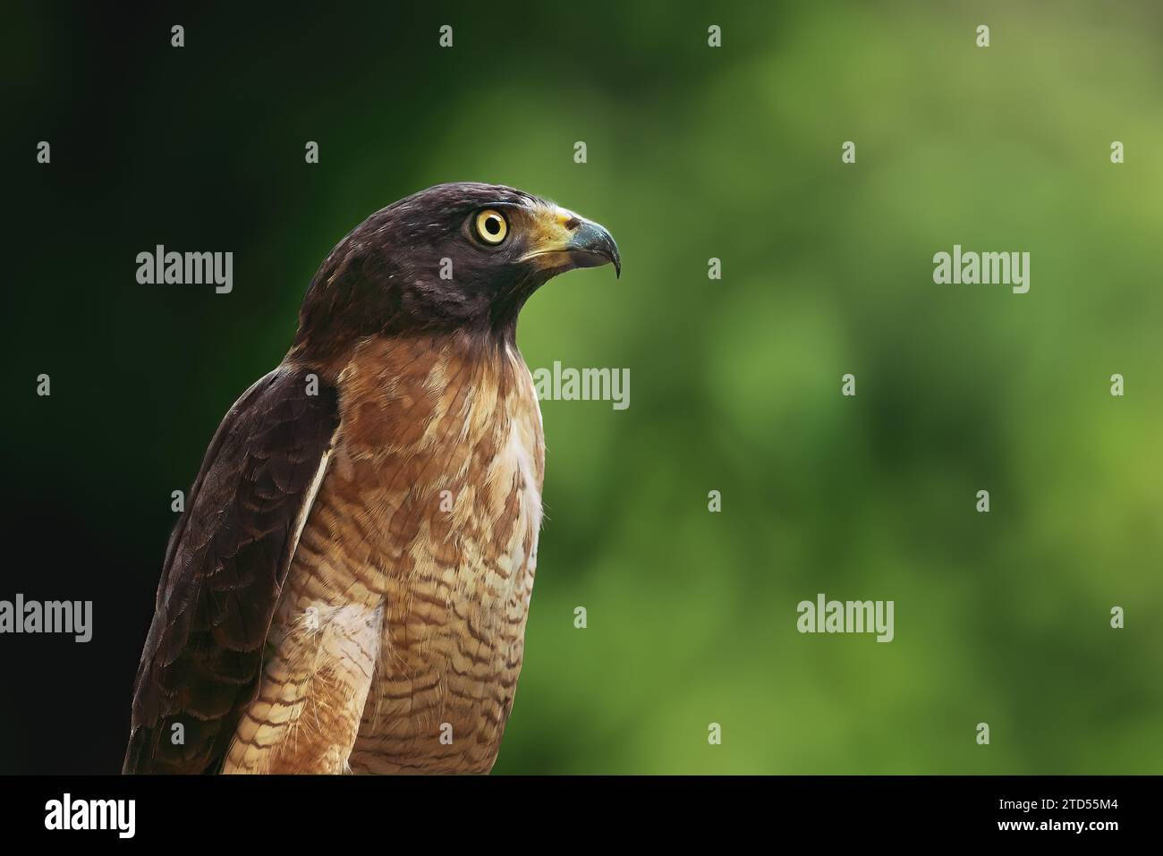 Hawk (Rupornis magnostris) - oiseau de proie Banque D'Images