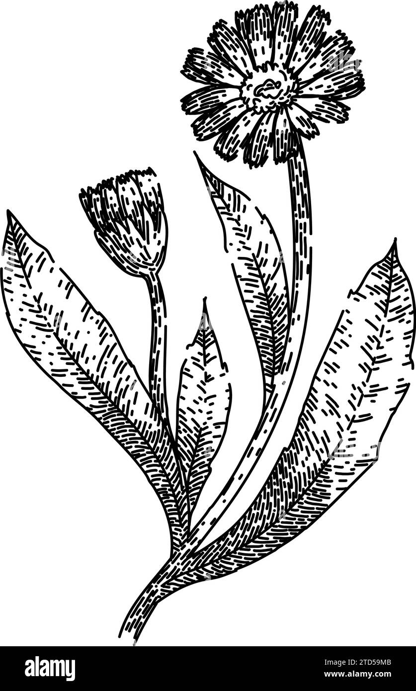 vecteur dessiné à la main par marigold calendula sketch Illustration de Vecteur