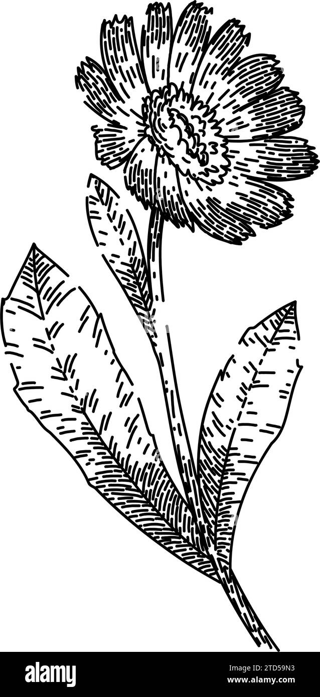 vecteur dessiné à la main à l'esquisse de calendula d'herbe Illustration de Vecteur