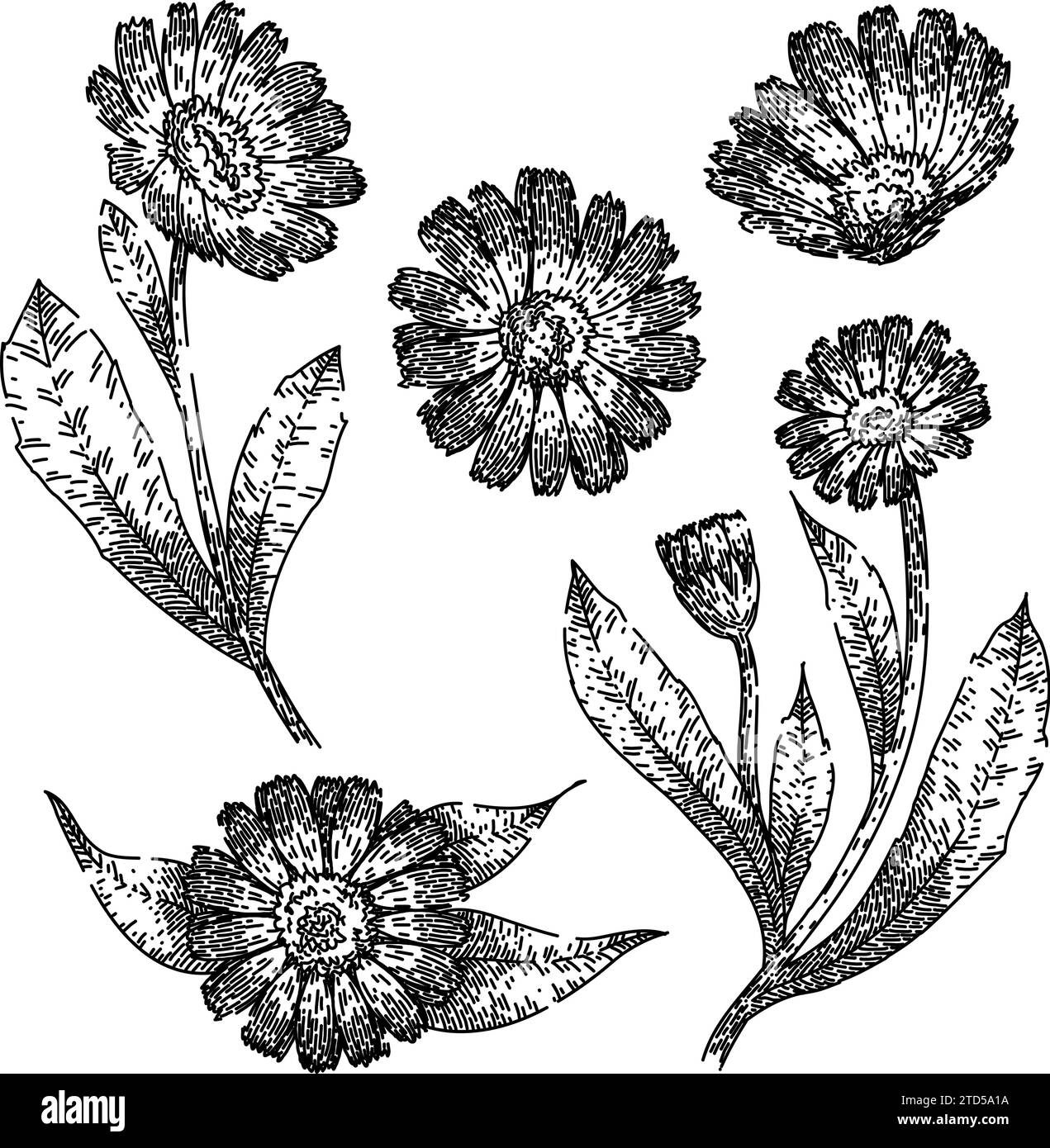 calendula définir le vecteur dessiné à la main Illustration de Vecteur