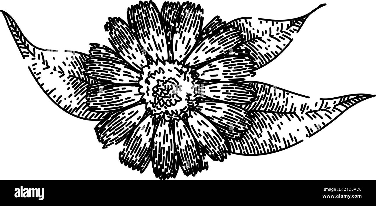 vecteur dessiné à la main pour croquis de calendula végétal Illustration de Vecteur
