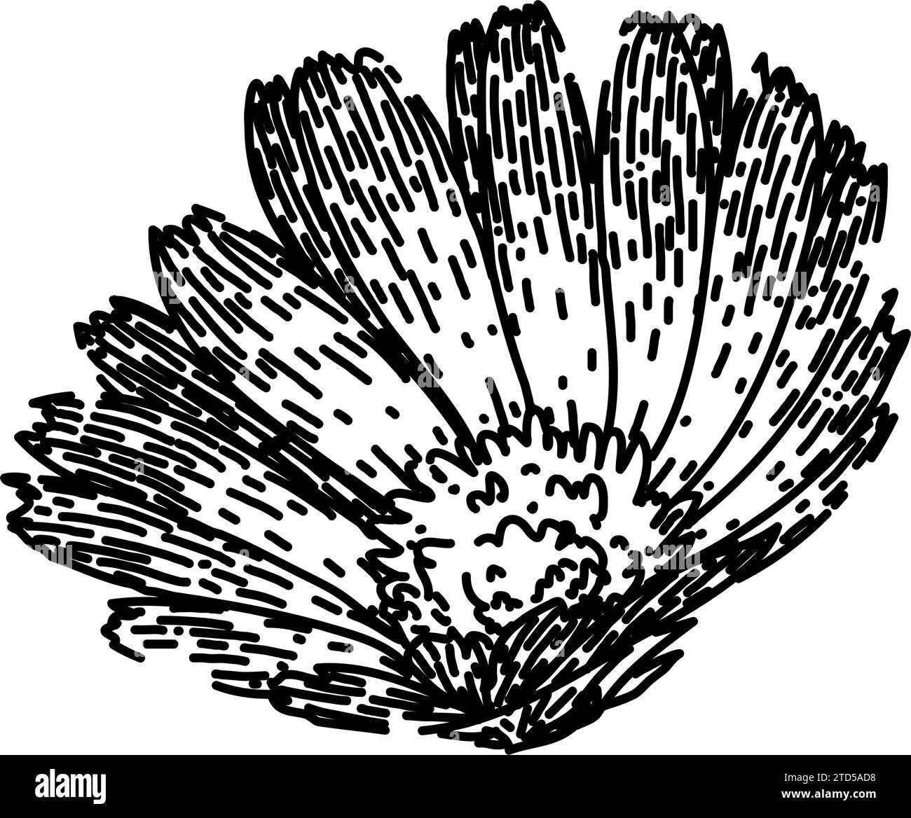 vecteur dessiné à la main à l'esquisse de calendula à base de plantes Illustration de Vecteur