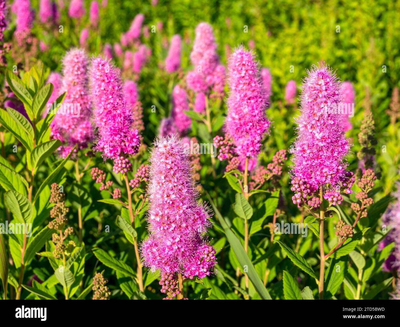 Grandes inflorescences fleuries de ivan-tea Banque D'Images