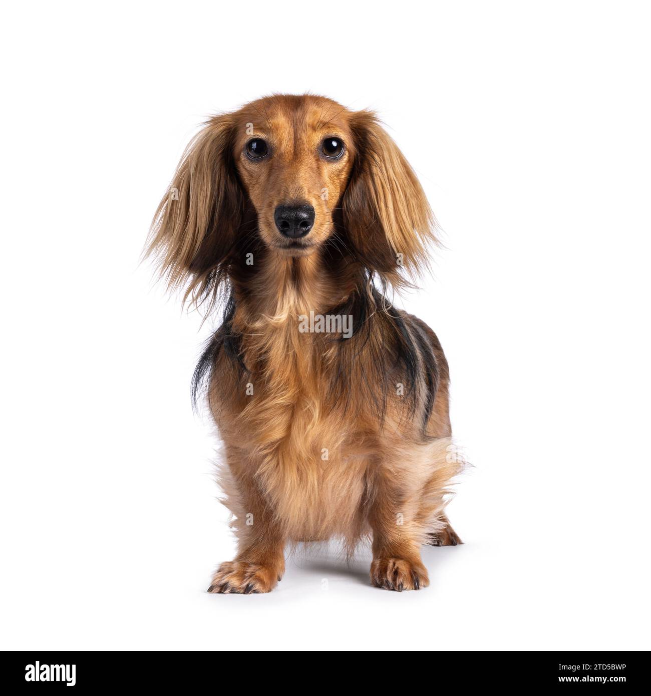 Mignon chien Teckel à poil long lisse, debout face à l'avant. Regarder vers la caméra. Isolé sur fond blanc. Banque D'Images