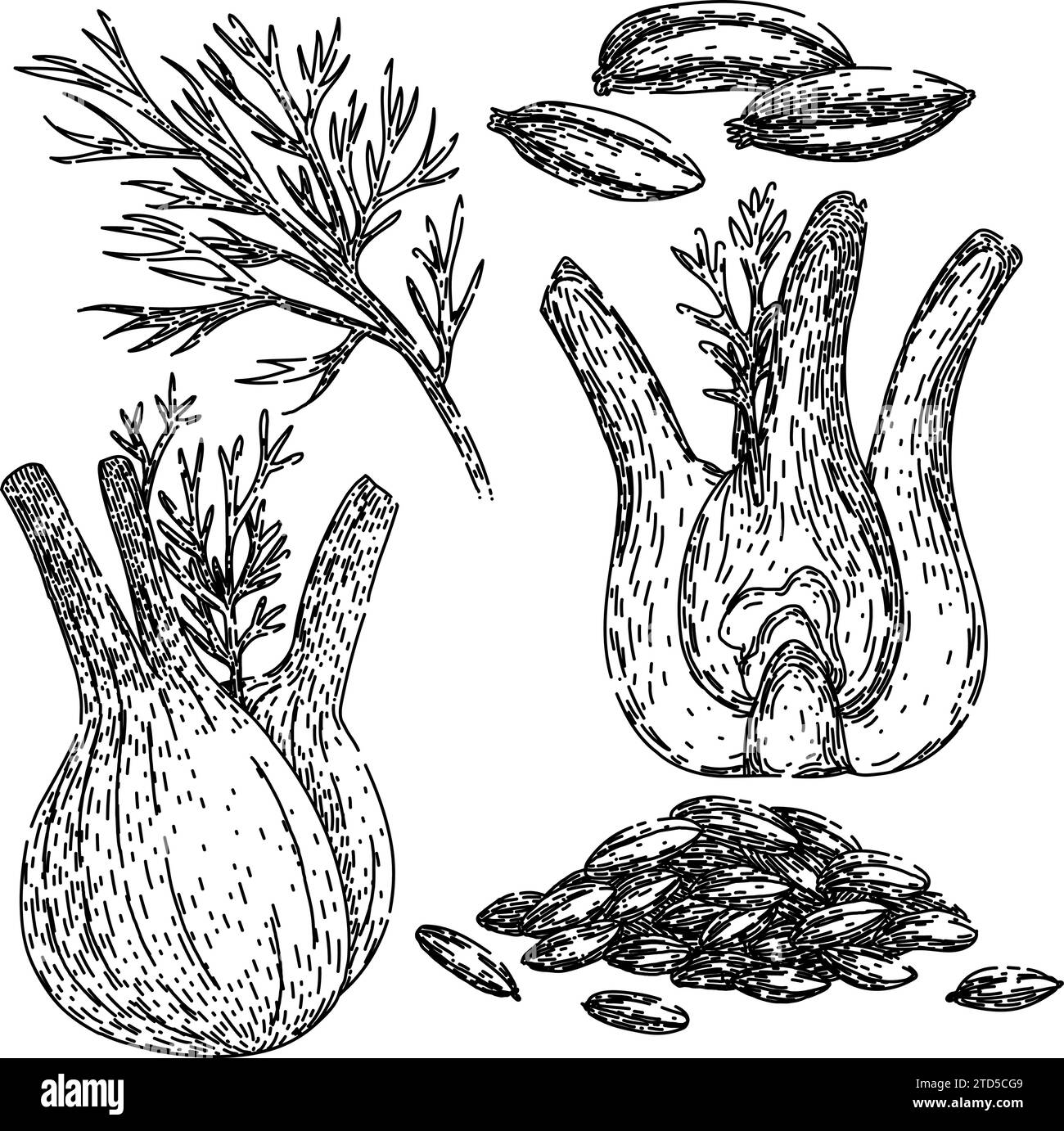 vecteur dessiné à la main pour l'esquisse de fenouil Illustration de Vecteur