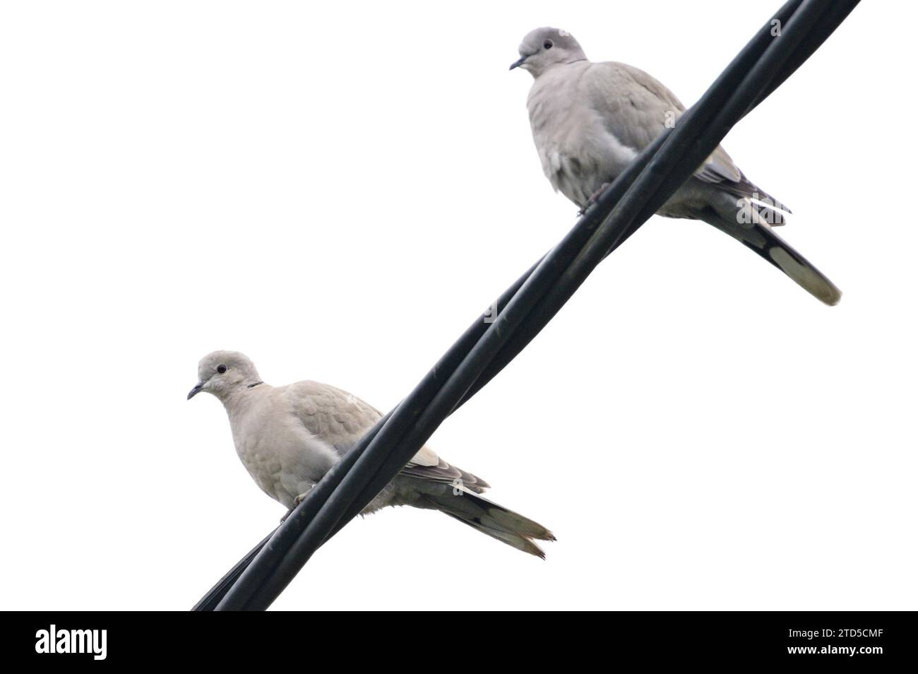 Oiseau Streptopelia decaocto aka Eurasian Colared colombe est assis sur le fil électrique dans le quartier résidentiel. république tchèque nature. Banque D'Images Oiseau Streptopelia decaocto aka Eurasian Colared colombe est assis sur le fil électrique dans le quartier résidentiel. république tchèque nature. Banque D'Images