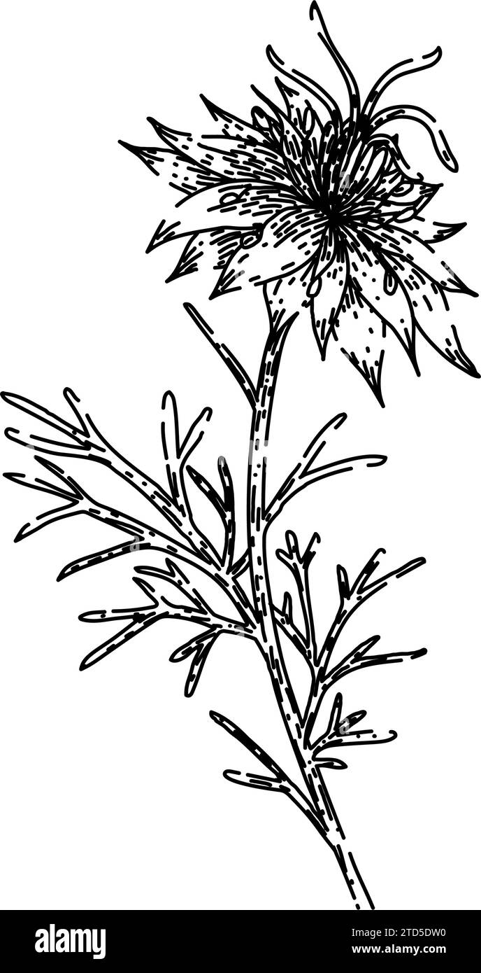 vecteur dessiné à la main de medicine nigella sativa sketch Illustration de Vecteur