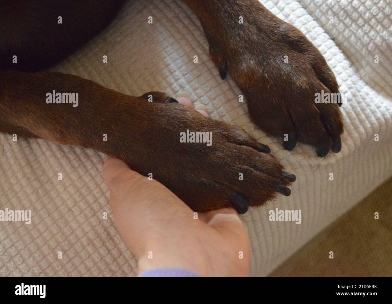 Labrador pattes de chien gros plan. Banque D'Images