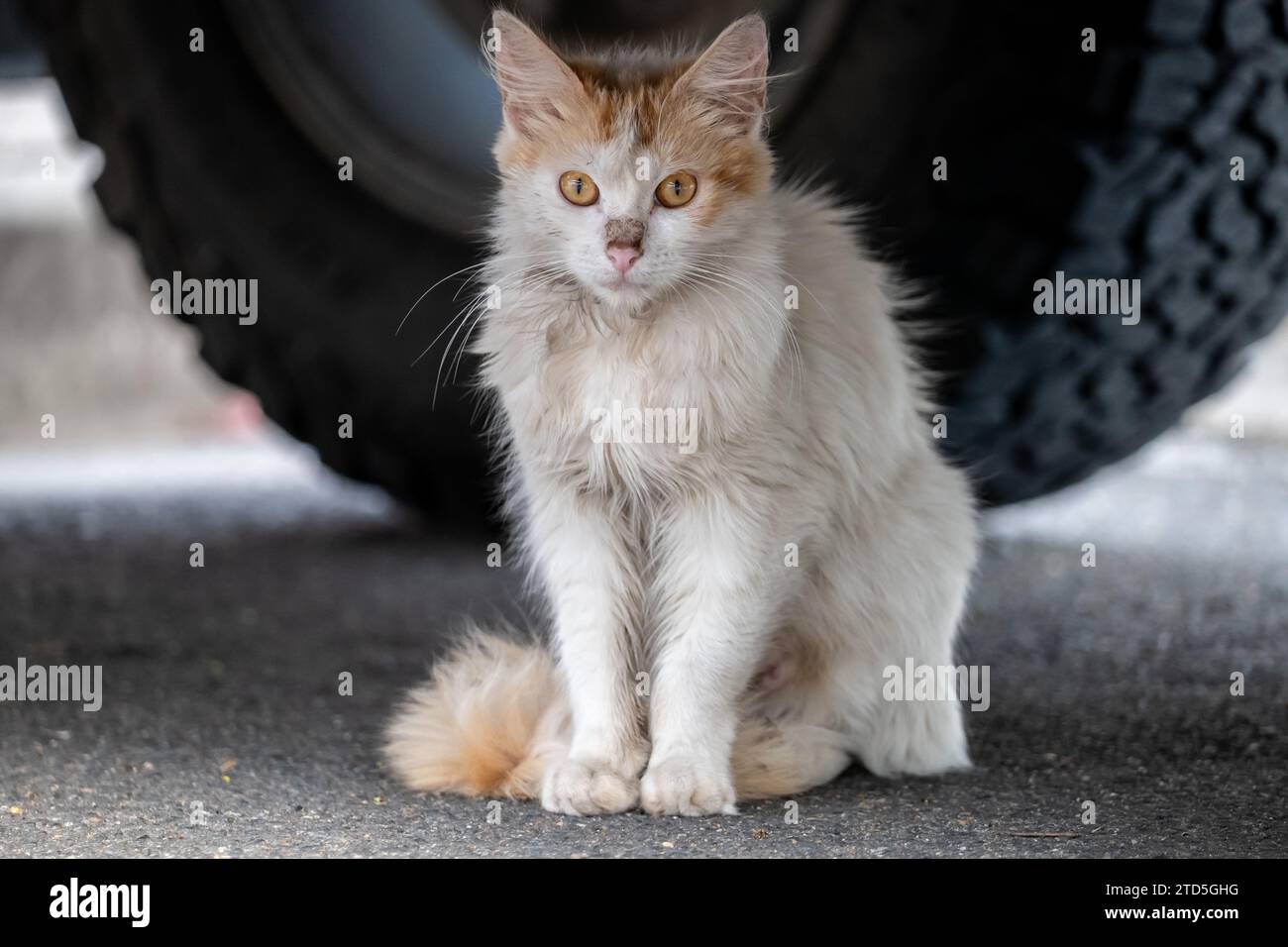 Wild Feral Cat sous une voiture Banque D'Images