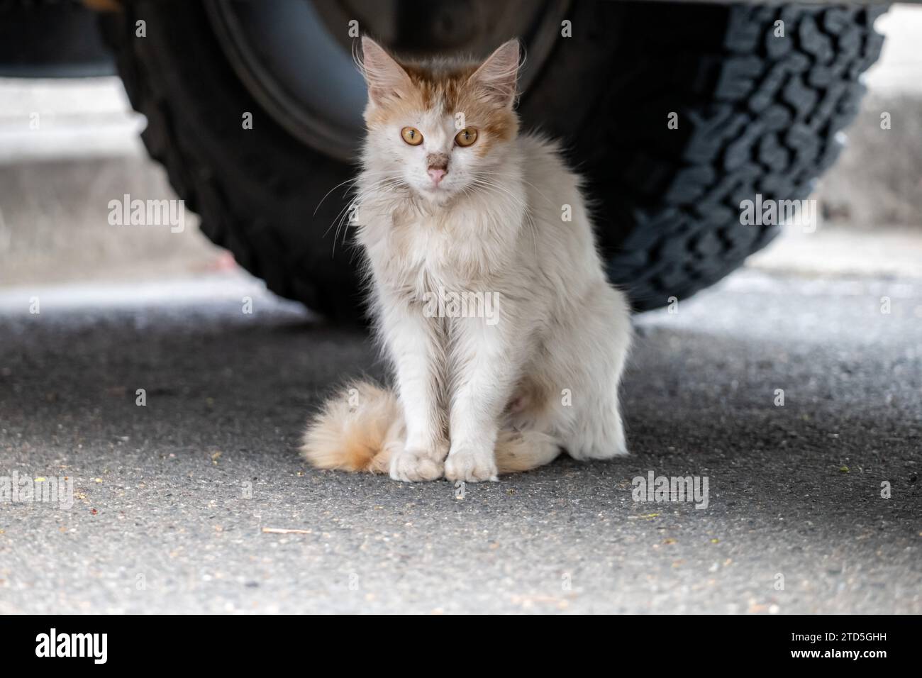 Wild Feral Cat sous une voiture Banque D'Images
