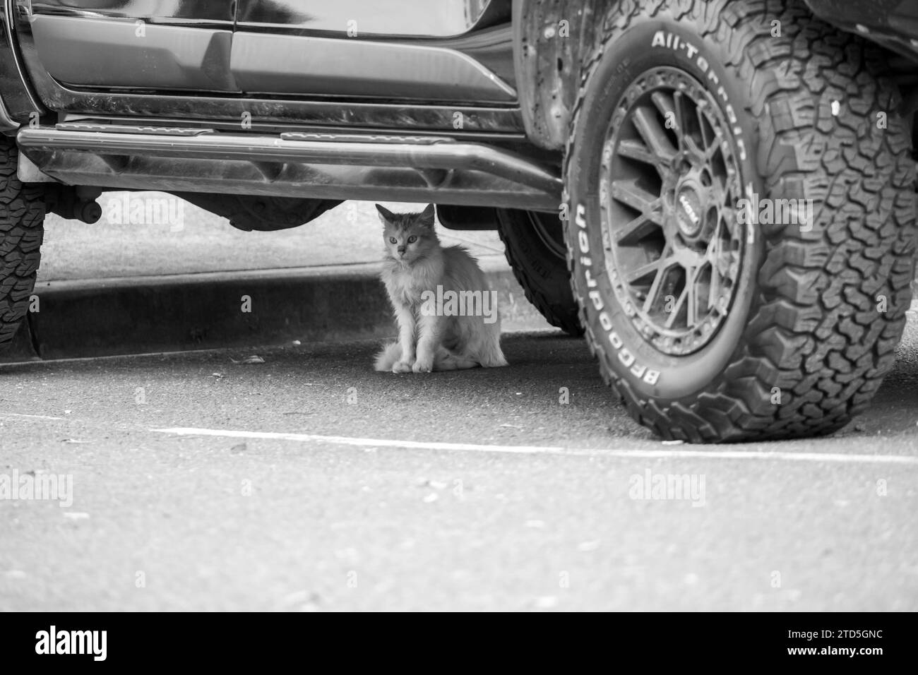 Wild Feral Cat sous une voiture Banque D'Images