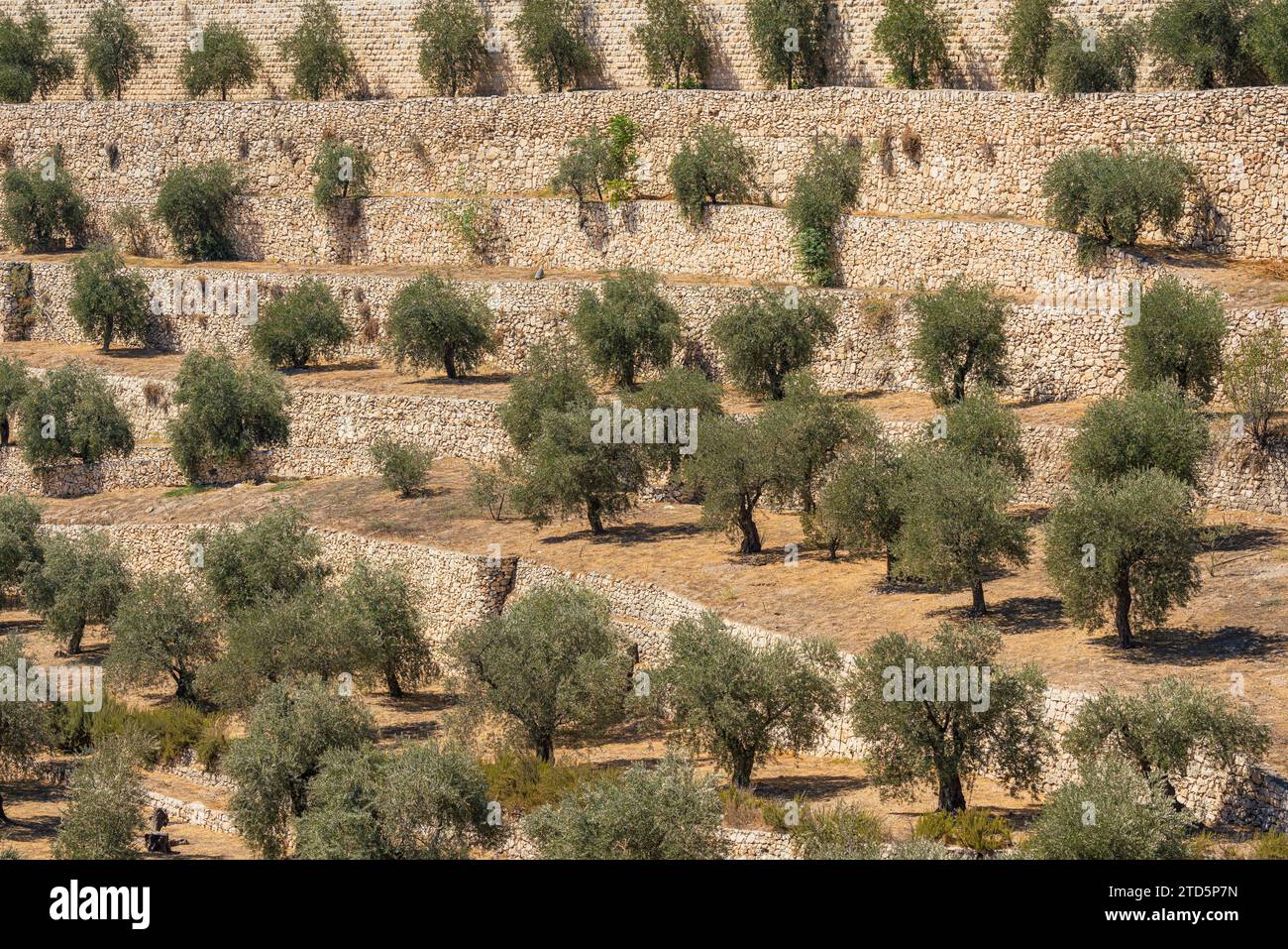 Verger d'oliviers dans la vallée de Kieron à Jérusalem Banque D'Images