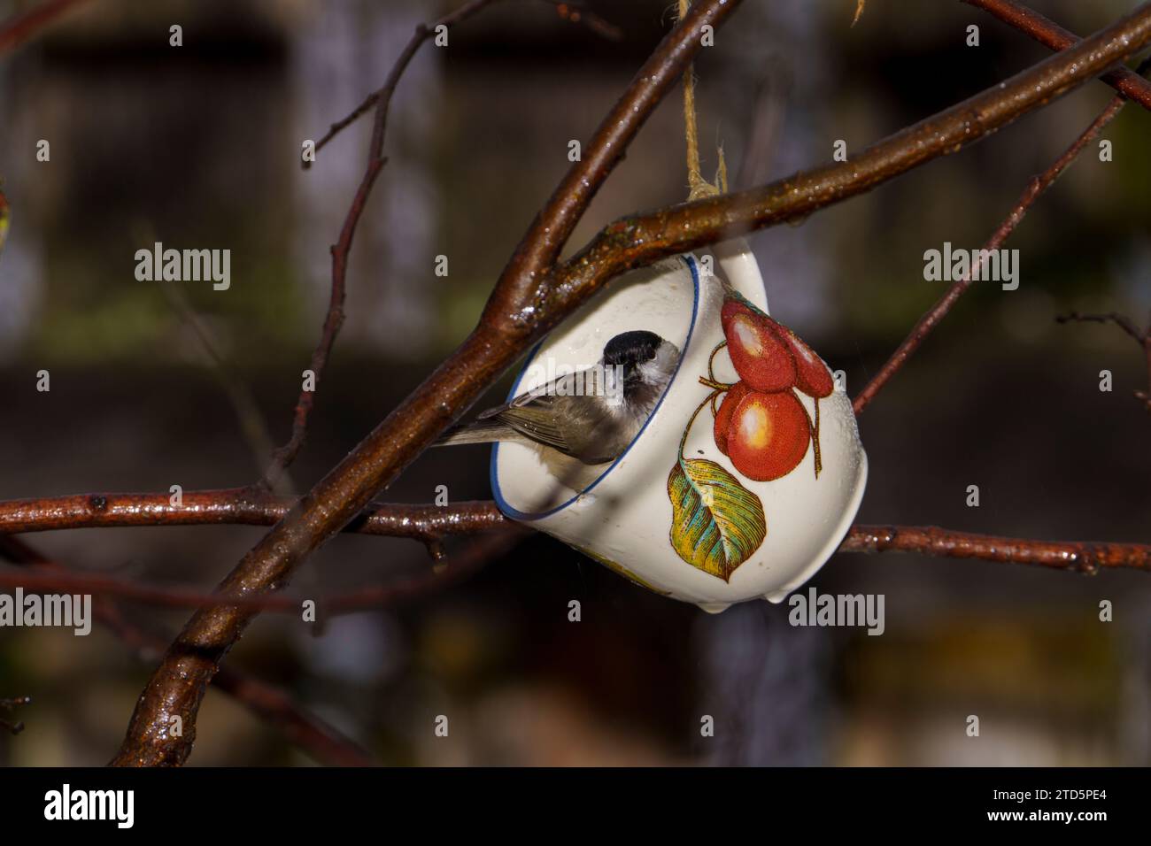 Parus palustris famille Paridae Genus Poecile Marsh tit nature sauvage photographie d'oiseaux, image, papier peint Banque D'Images