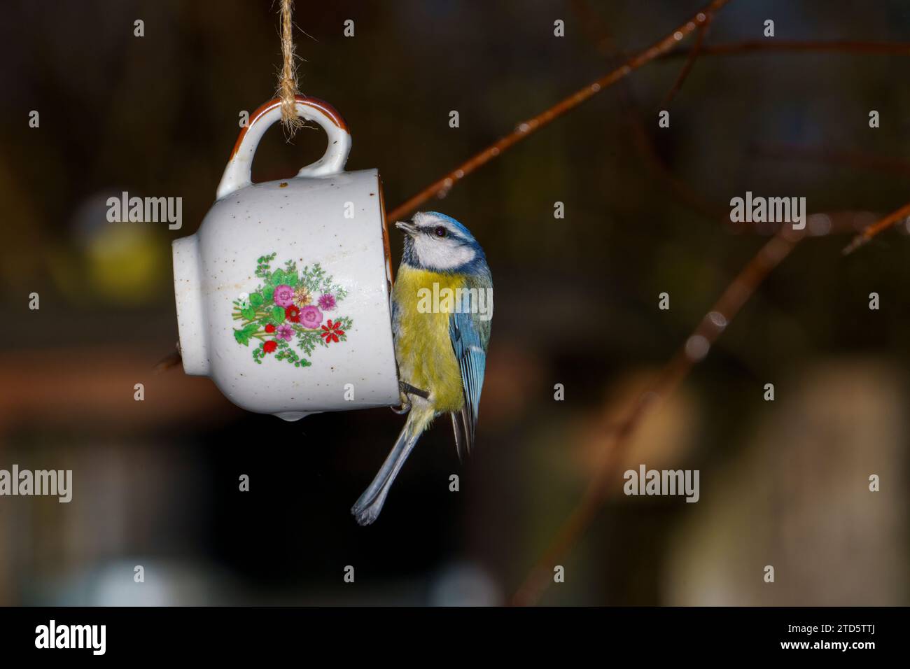 Cyanistes caeruleus Family Paridae Genus Cyanistes Blue tit mangeant des graines de suflower et de graisse fromcoffe Cup - photographie d'oiseaux de nature sauvage, pictu Banque D'Images