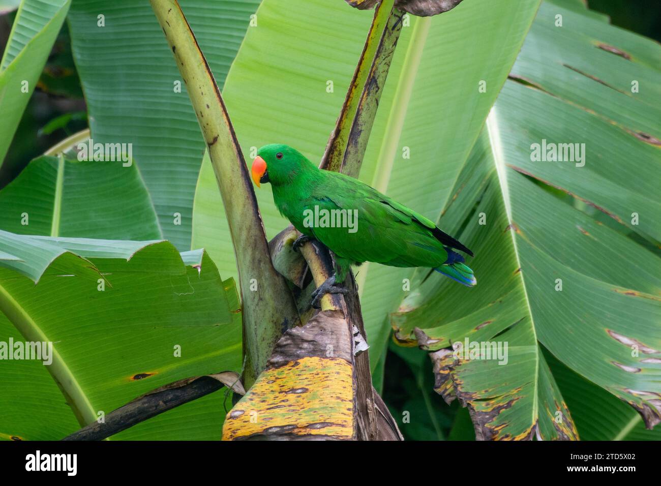 Éclectis papous, éclectis à faces rouges, éclectis de Nouvelle-Guinée ou Eclectus polychloros observés à Waigeo en Papouasie occidentale, Indonésie Banque D'Images