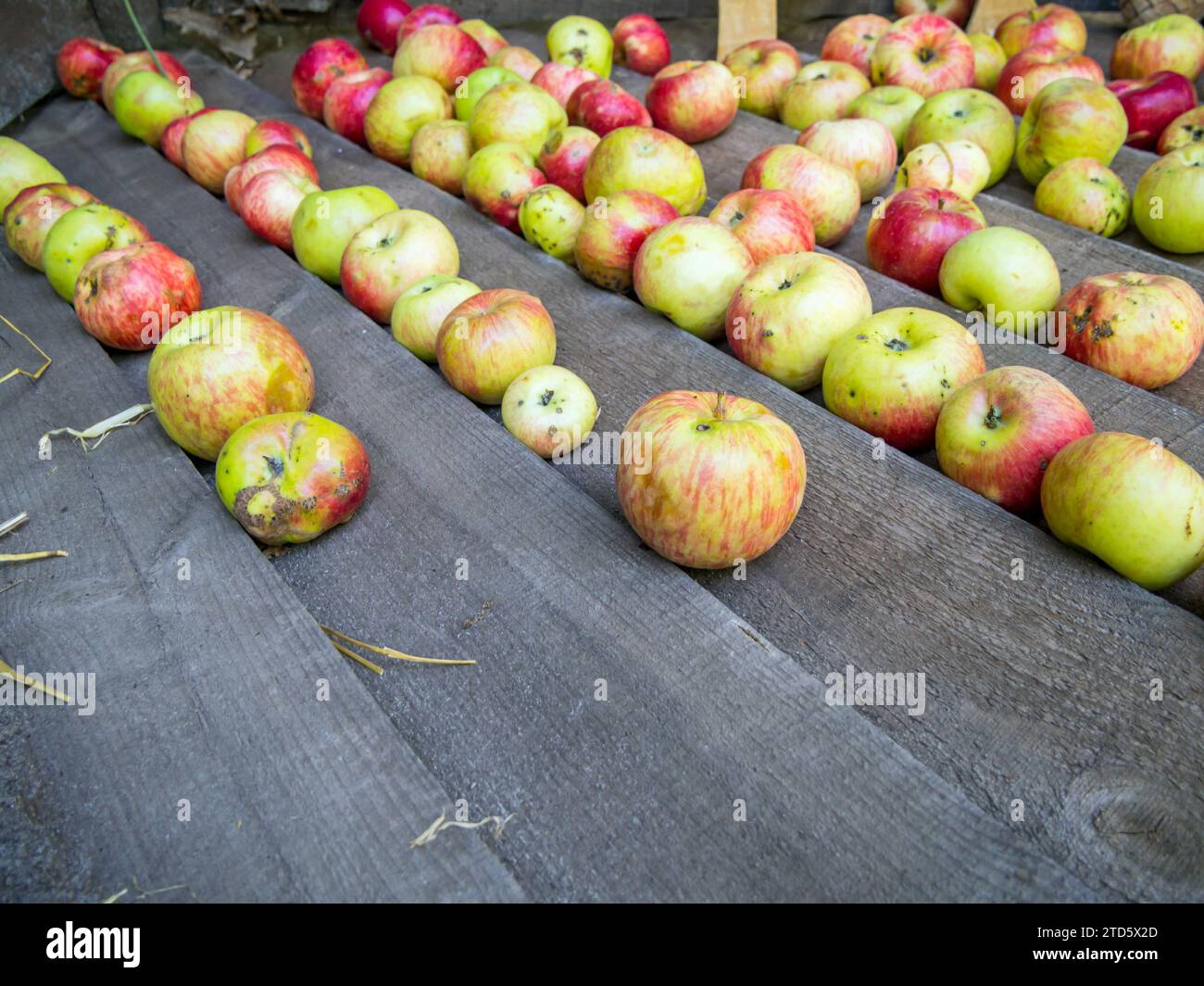 Les pommes reposent sur le fond de vieilles planches de bois Banque D'Images