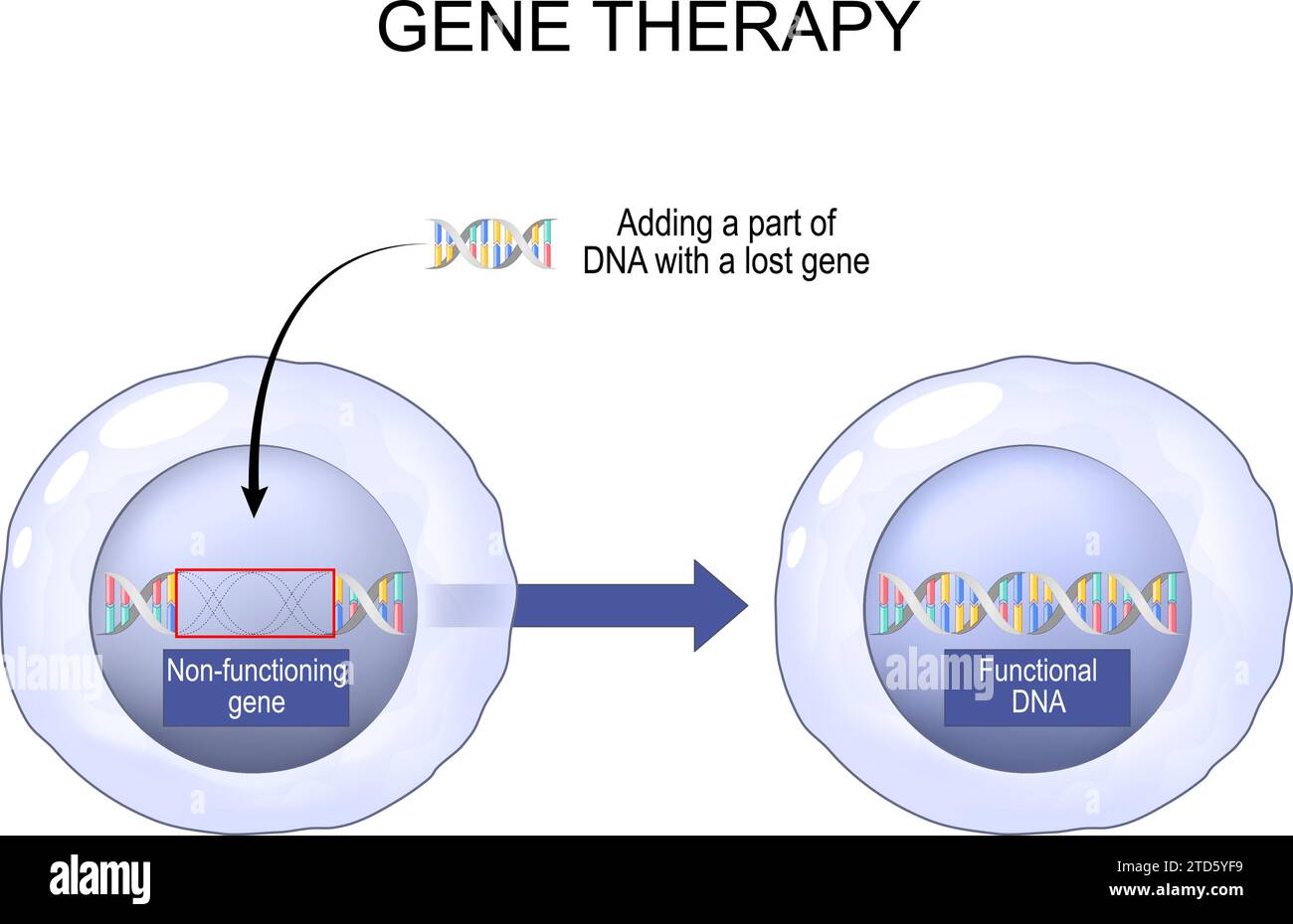 Thérapie génique. Technique médicale manipulation de l'expression génique pour modifier les propriétés biologiques des cellules vivantes. Génie génétique. Génome E. Illustration de Vecteur