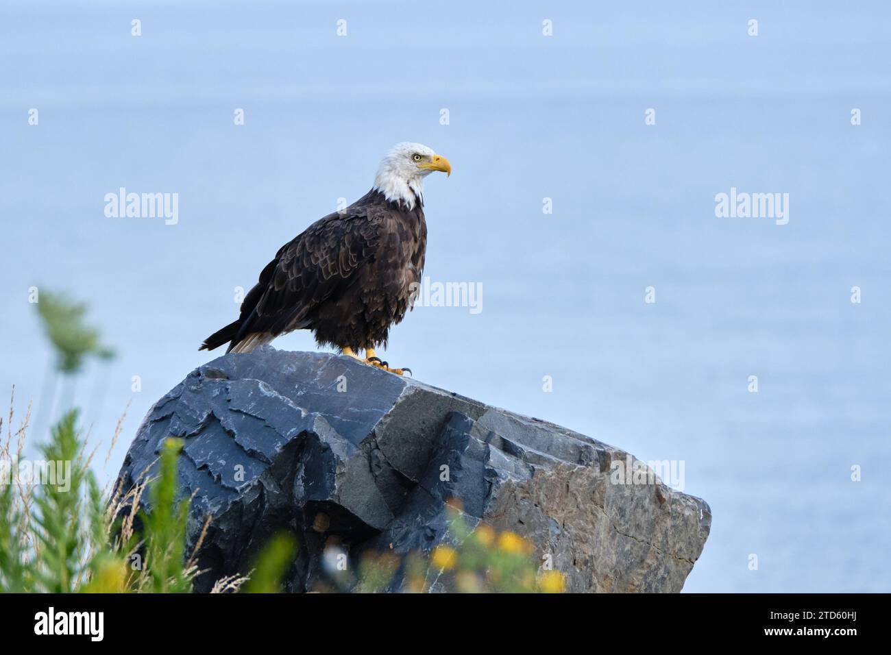 Aigle chauve, Haliaeetus leucocephalus, perché sur un rocher au bord de l'océan Banque D'Images