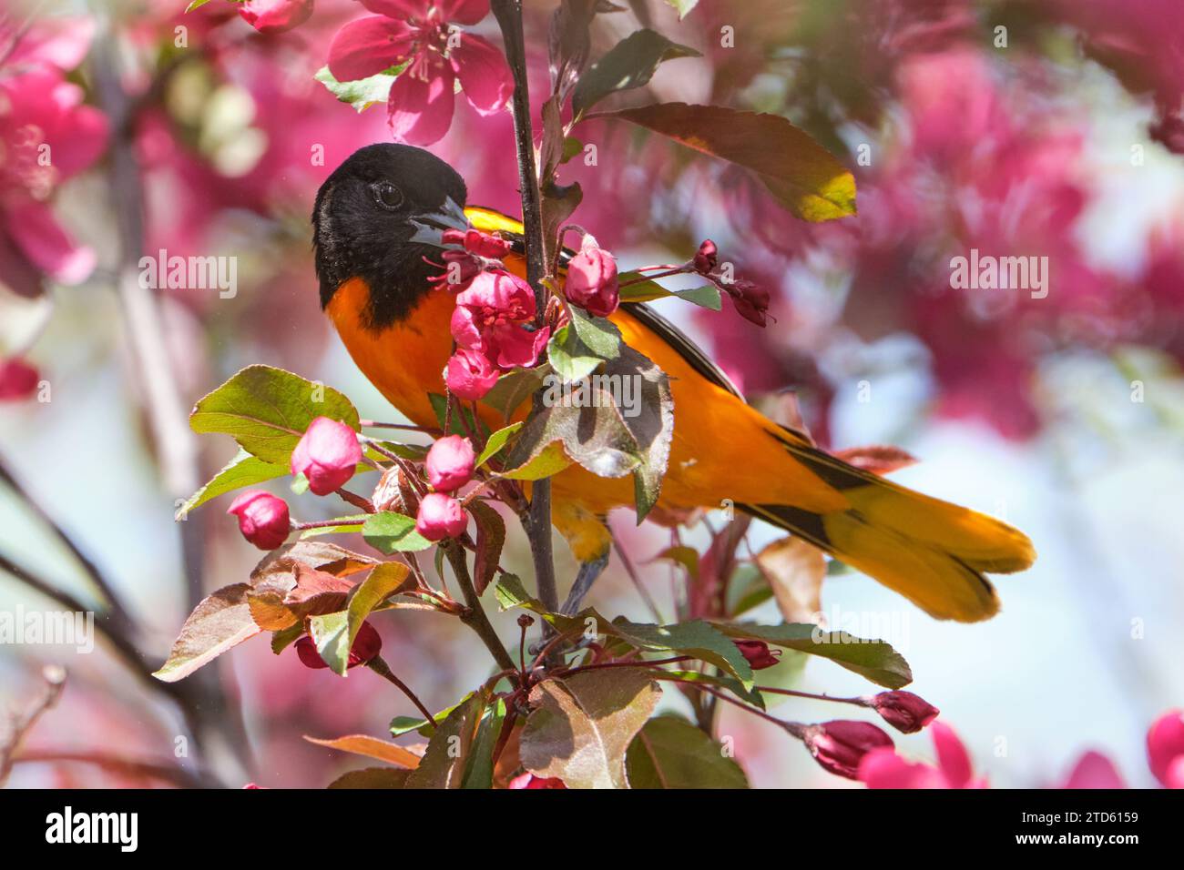 Mâle Baltimore Oriole perché mangeant fleur d'ananas Banque D'Images