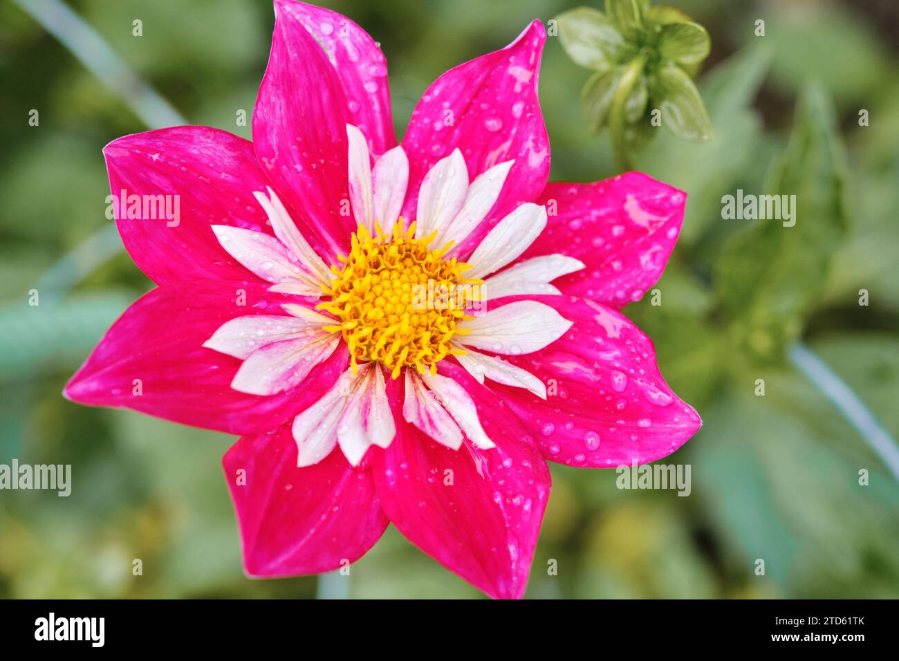 Fleur d'une fleur Sean C Dahlia Banque D'Images