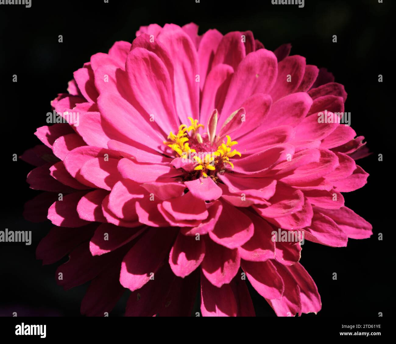 gros plan de fleur rose de zinnia Banque D'Images