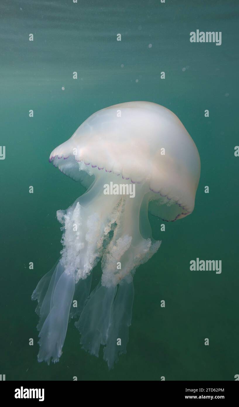 Méduse de tonneau (Rhizostoma pulmo), au milieu de l'eau, pays de Galles Banque D'Images