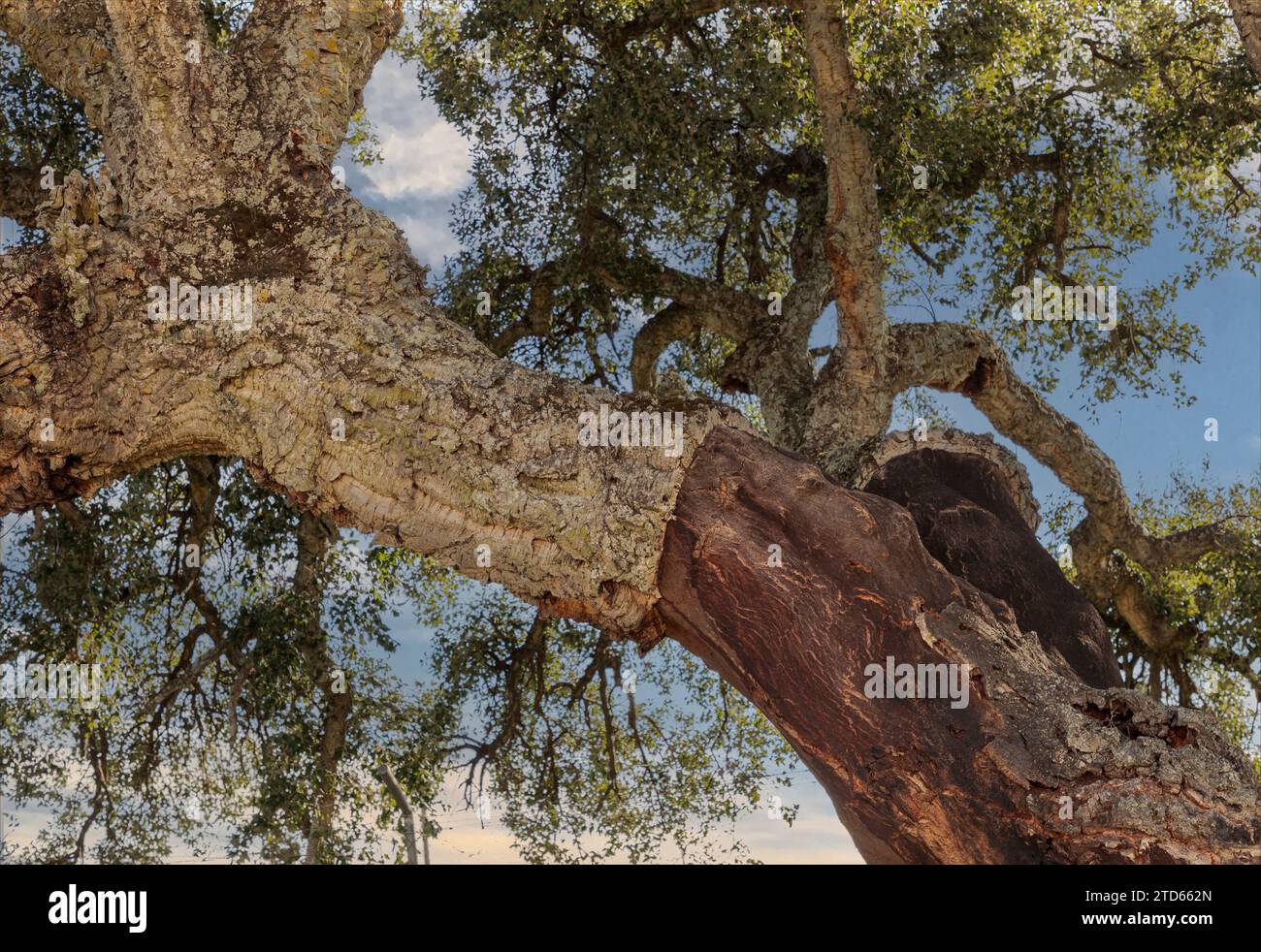 Gros plan de la branche d'un chêne-liège où la branche a été partiellement récoltée Banque D'Images