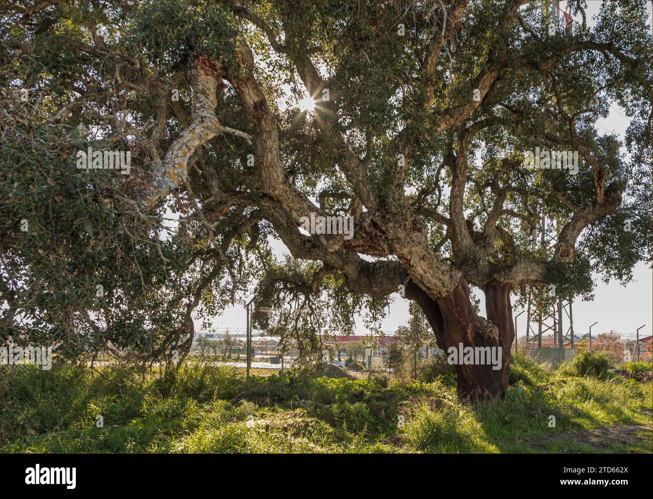 Le soleil brille à travers les branches d'un chêne-liège avec des signes que l'arbre a été récolté de façon récurrente Banque D'Images