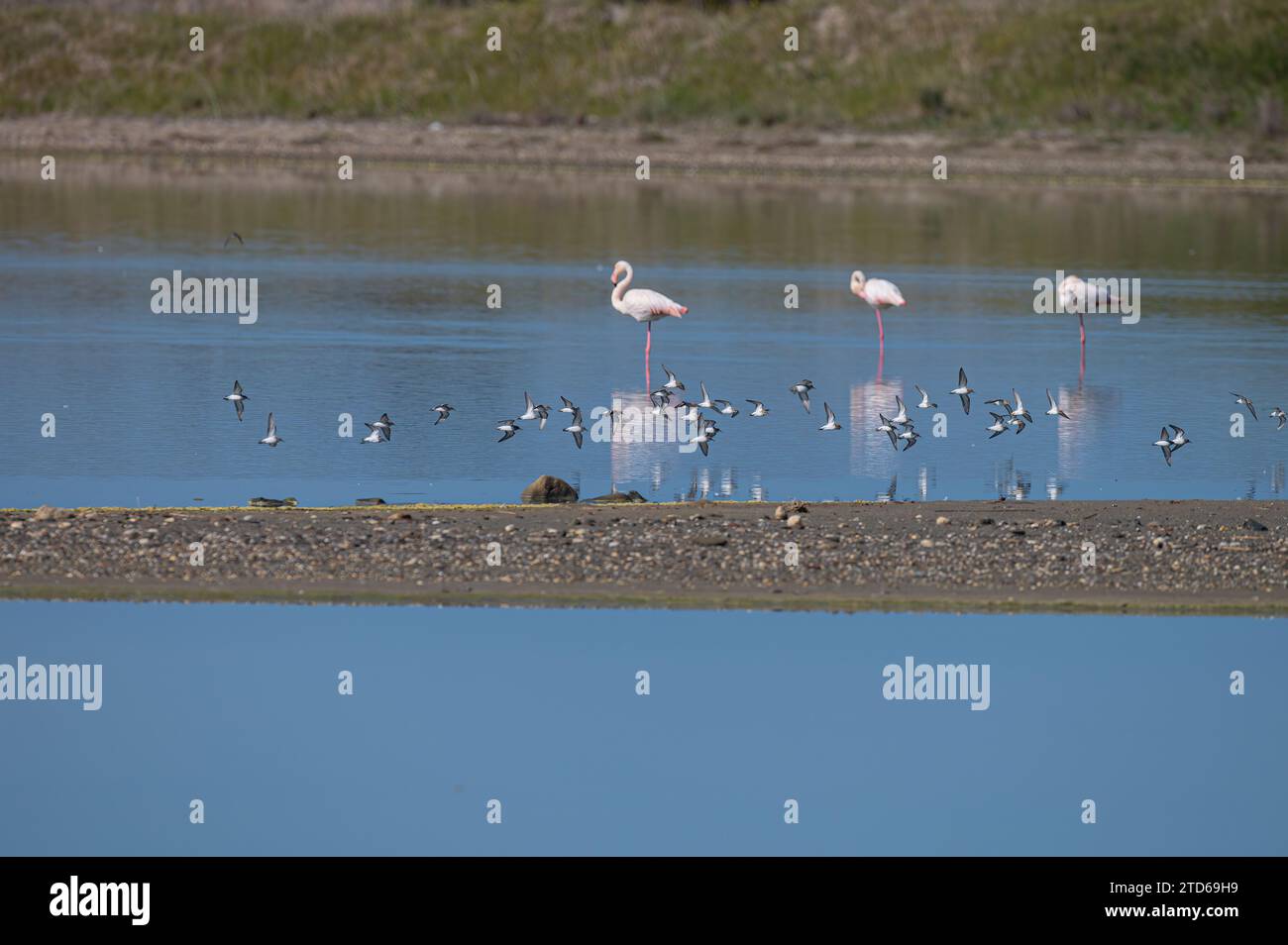 Grand Flamingos (Phoenicopterus roseus) dormant derrière des sabliers volants. Banque D'Images