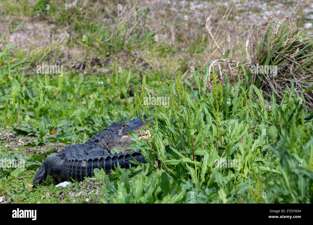 Alligator avec bouche Agape repose dans de grandes plantes dans Big Cyprès Banque D'Images