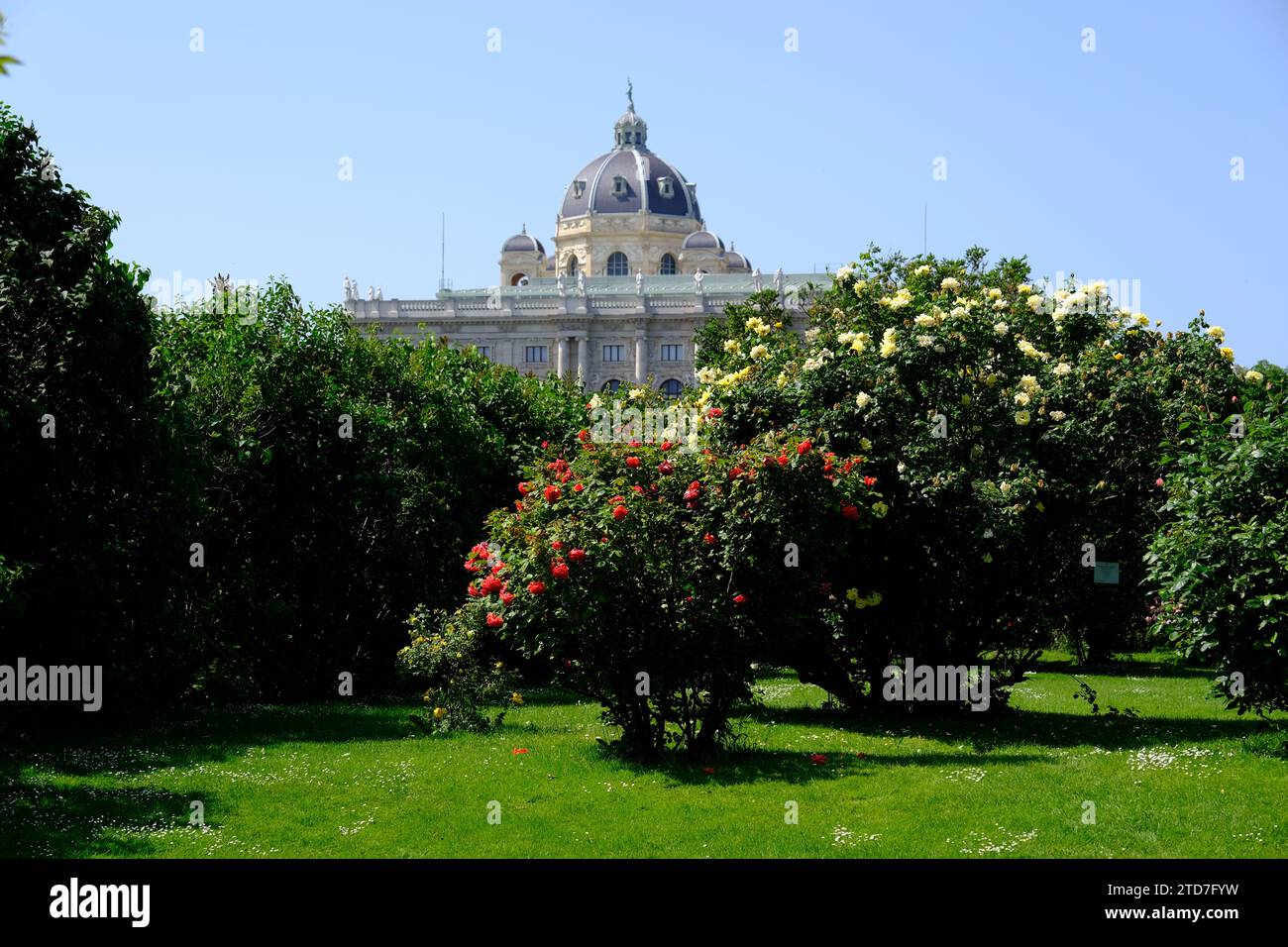 Vienne Autriche - jardin de roses - jardin du peuple - fleurs de rose buisson Banque D'Images