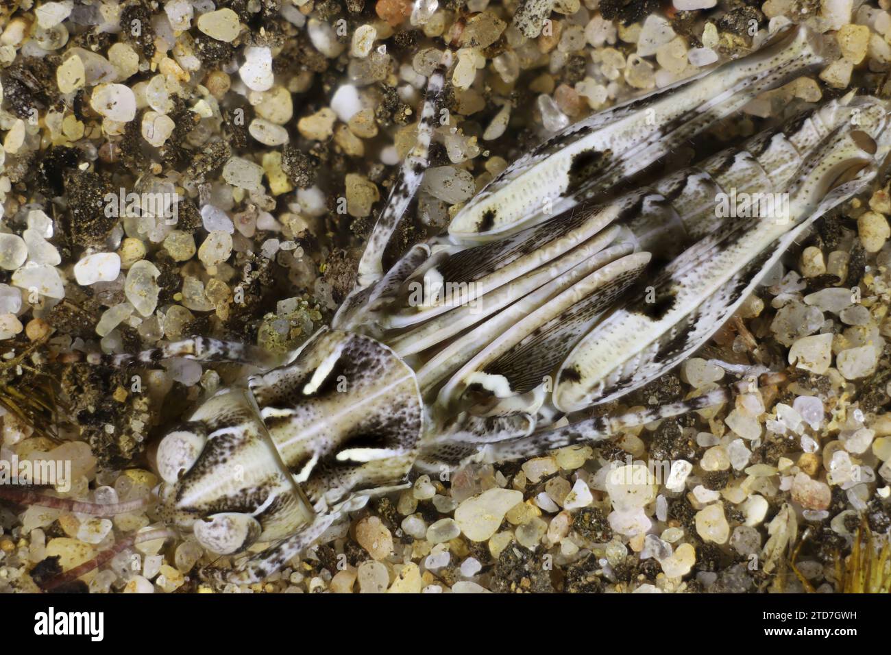 Gros plan dorsal de Grasshopper à cornes courtes (Acrididae) Australie méridionale Banque D'Images