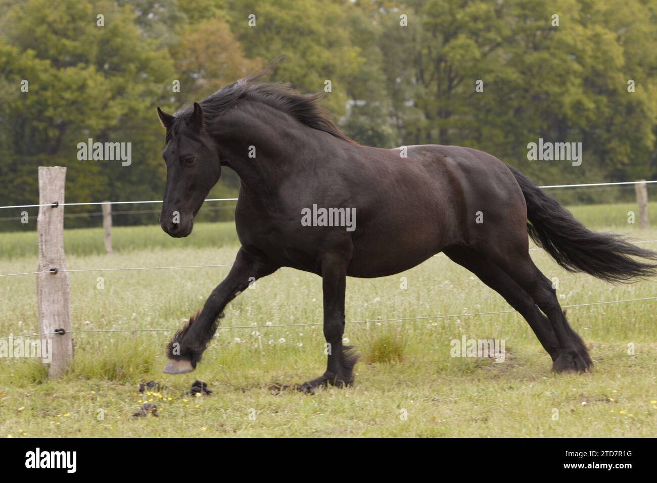 Cheval frison au galop Banque D'Images