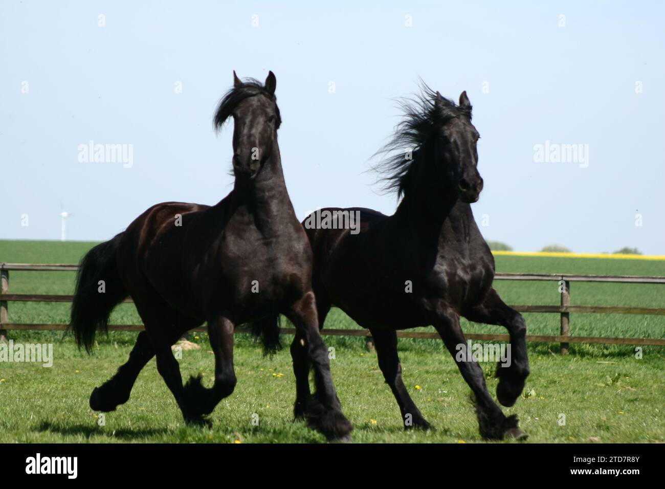 Chevaux frisons sur prairie Banque D'Images