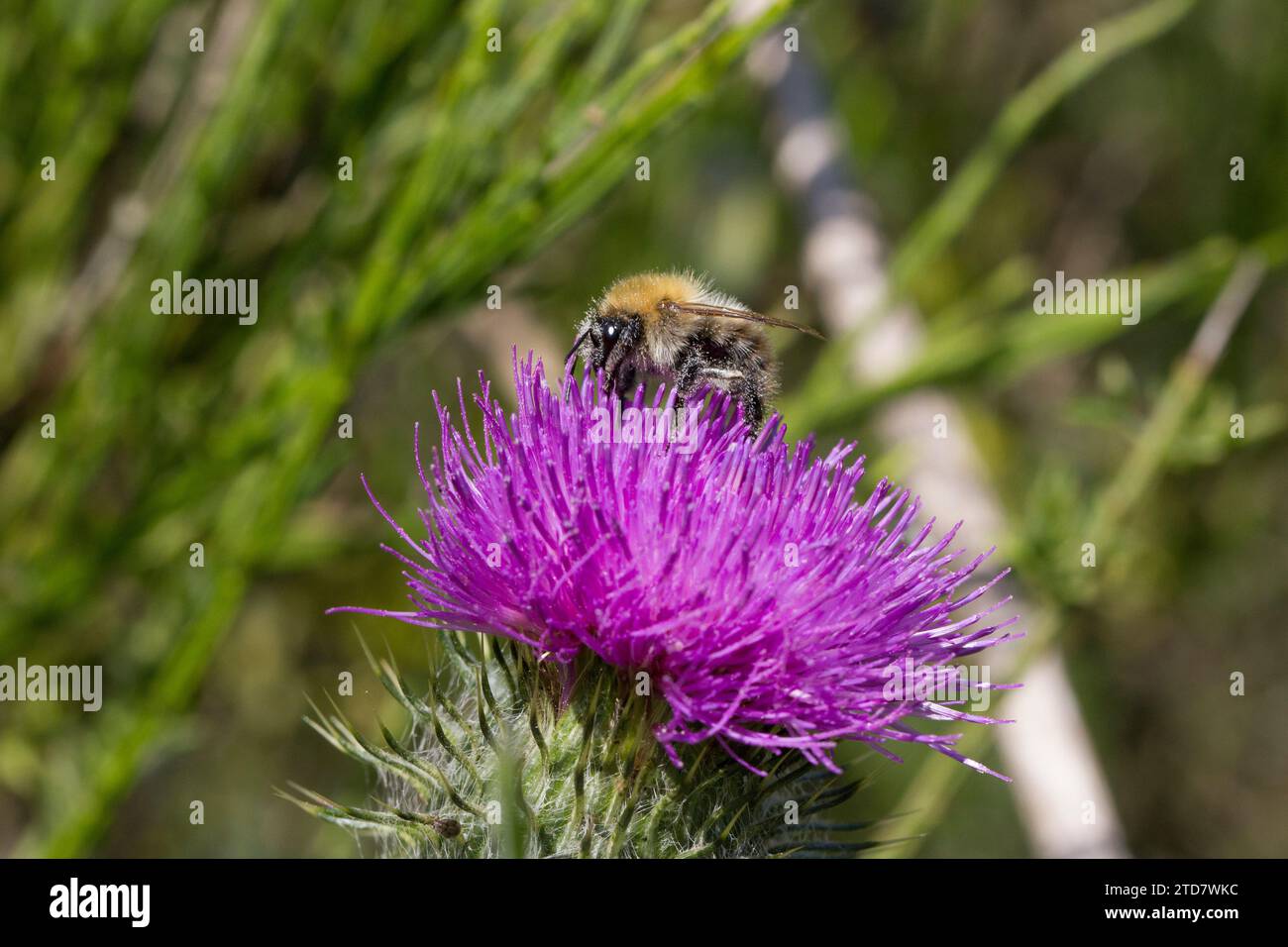Cerf chamois Bourdon sur Chardon une lance , Royaume-Uni Banque D'Images