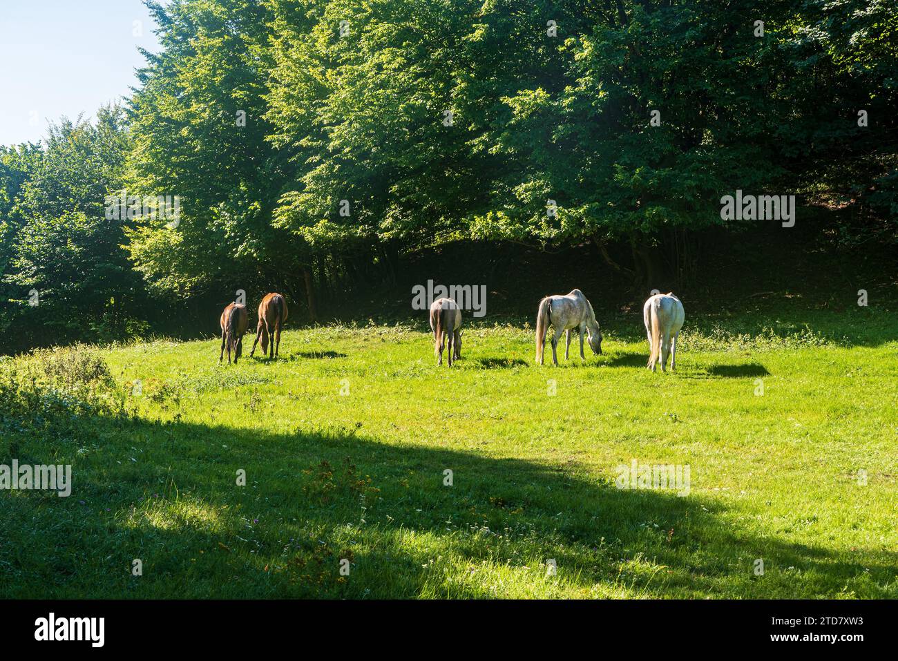 Quatre chevaux se nourrissant d'herbe fraîche d'été avec des arbres sur le fond Banque D'Images