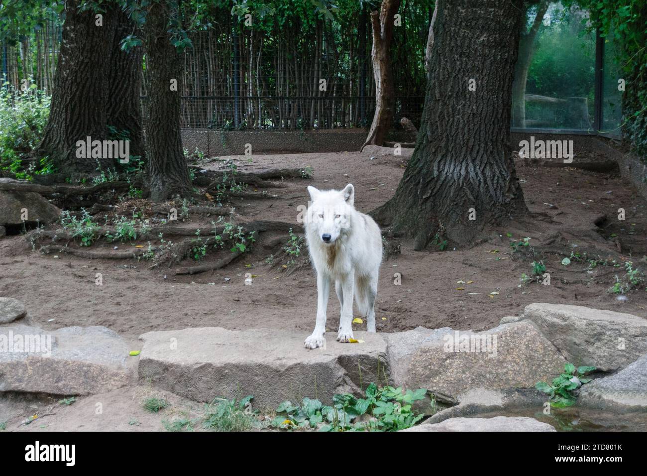 Un loup au zoo de Berlin, été 2016 Banque D'Images