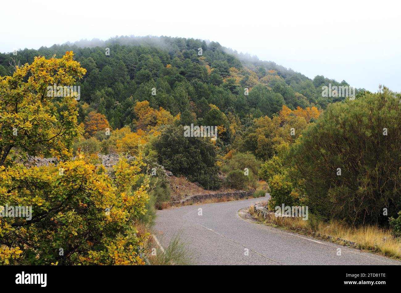 Route de montagne à travers la forêt mixte d'automne dans Etna Park, Sicile, Italie Banque D'Images
