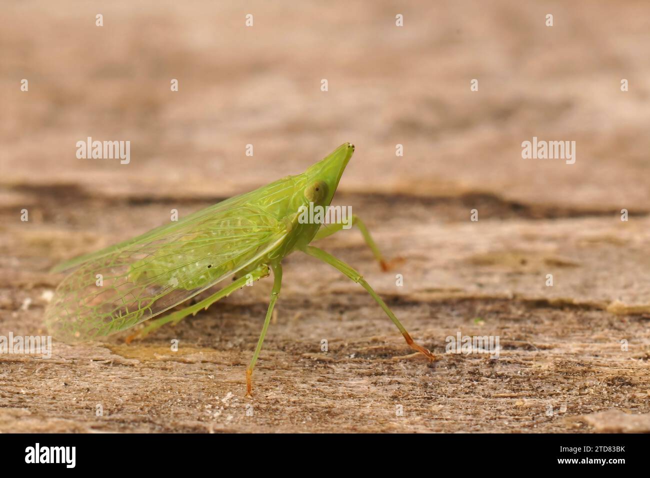 Gros plan détaillé sur l'étrange mouche verte européenne, Dictyophara europaea assis sur le bois Banque D'Images
