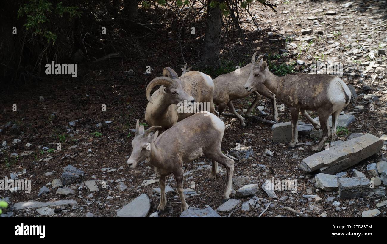 Big Horn Sheep sur Sulphur Mountain Banque D'Images