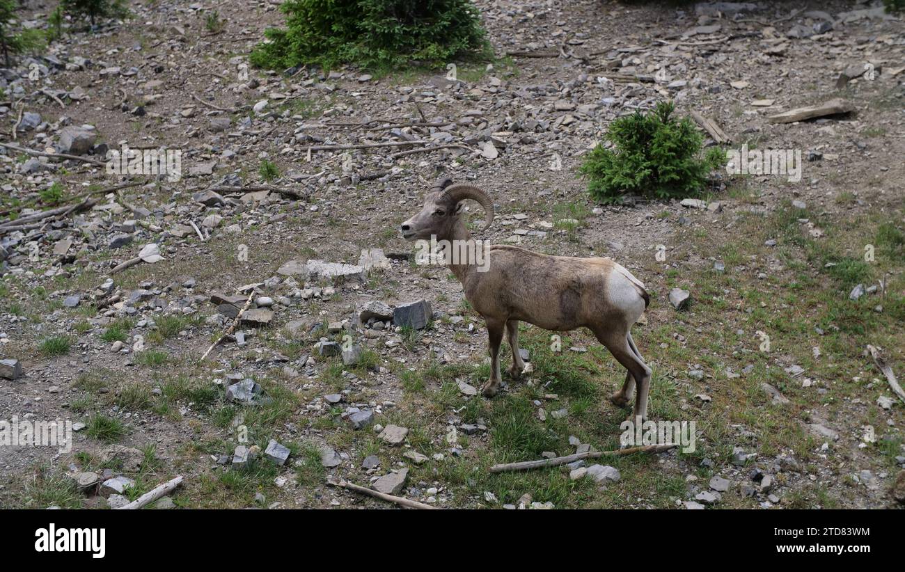 Big Horn Sheep sur Sulphur Mountain Banque D'Images