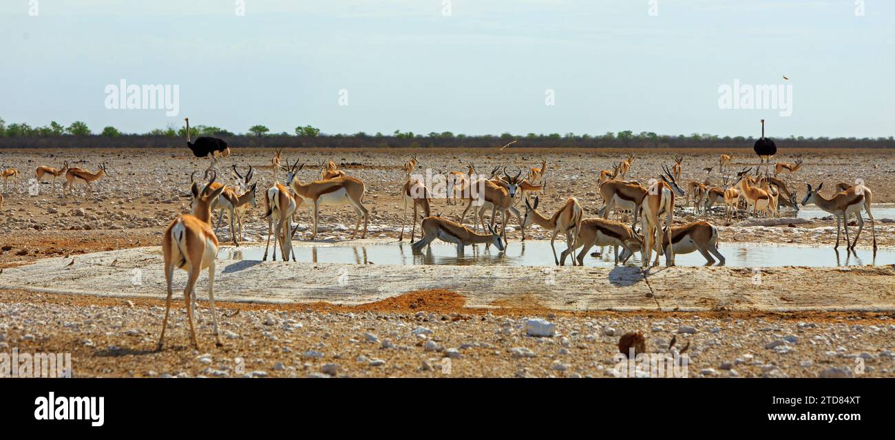 Image panoramique d'un très grand troupeau de springbok se vautrant et buvant dans un point d'eau avec deux autruches en arrière-plan Banque D'Images
