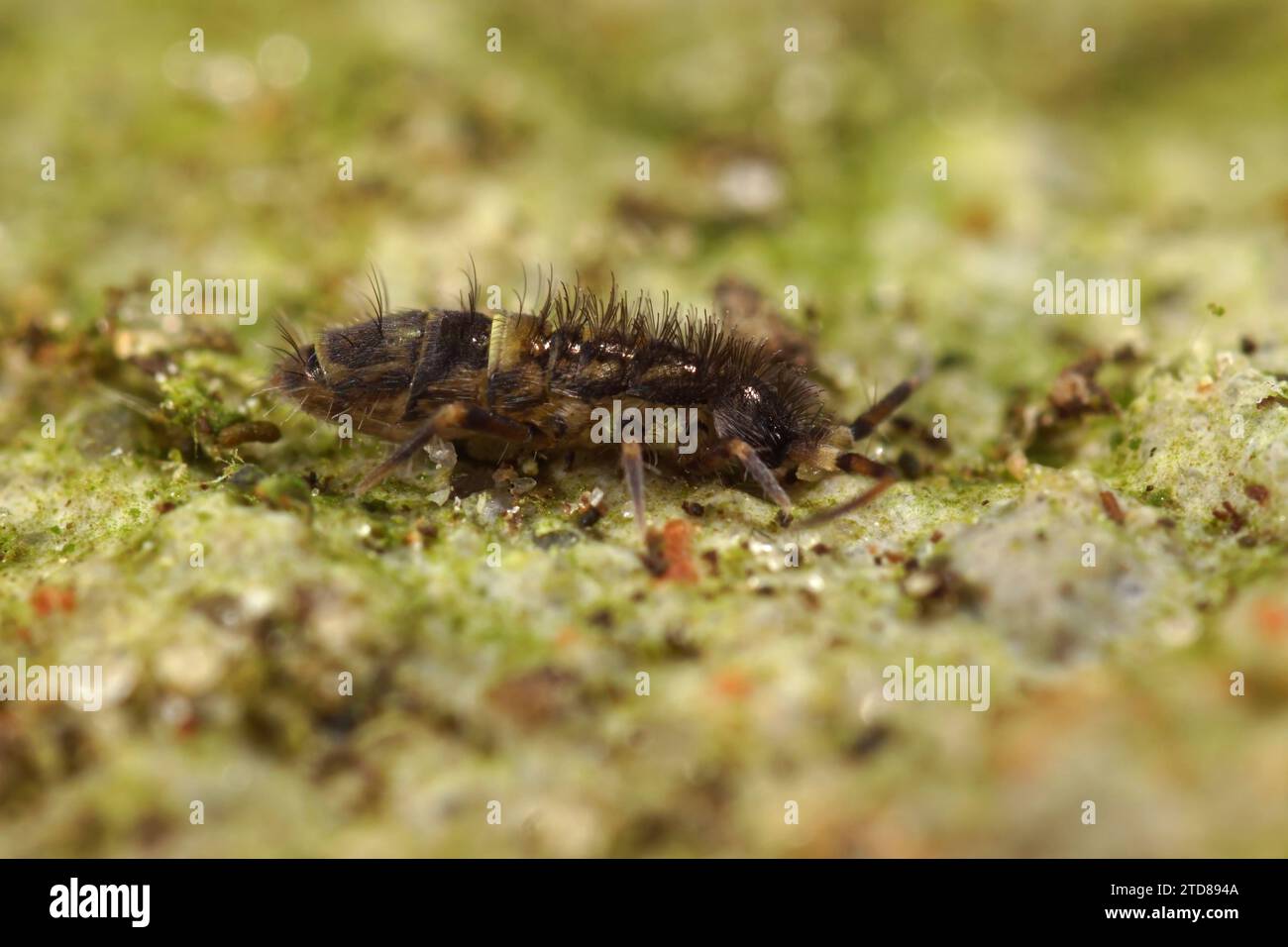 Plan rapproché de la queue à ressort commune ornée d'une ceinture Orchesella cincta sur du bois dans le jardin Banque D'Images