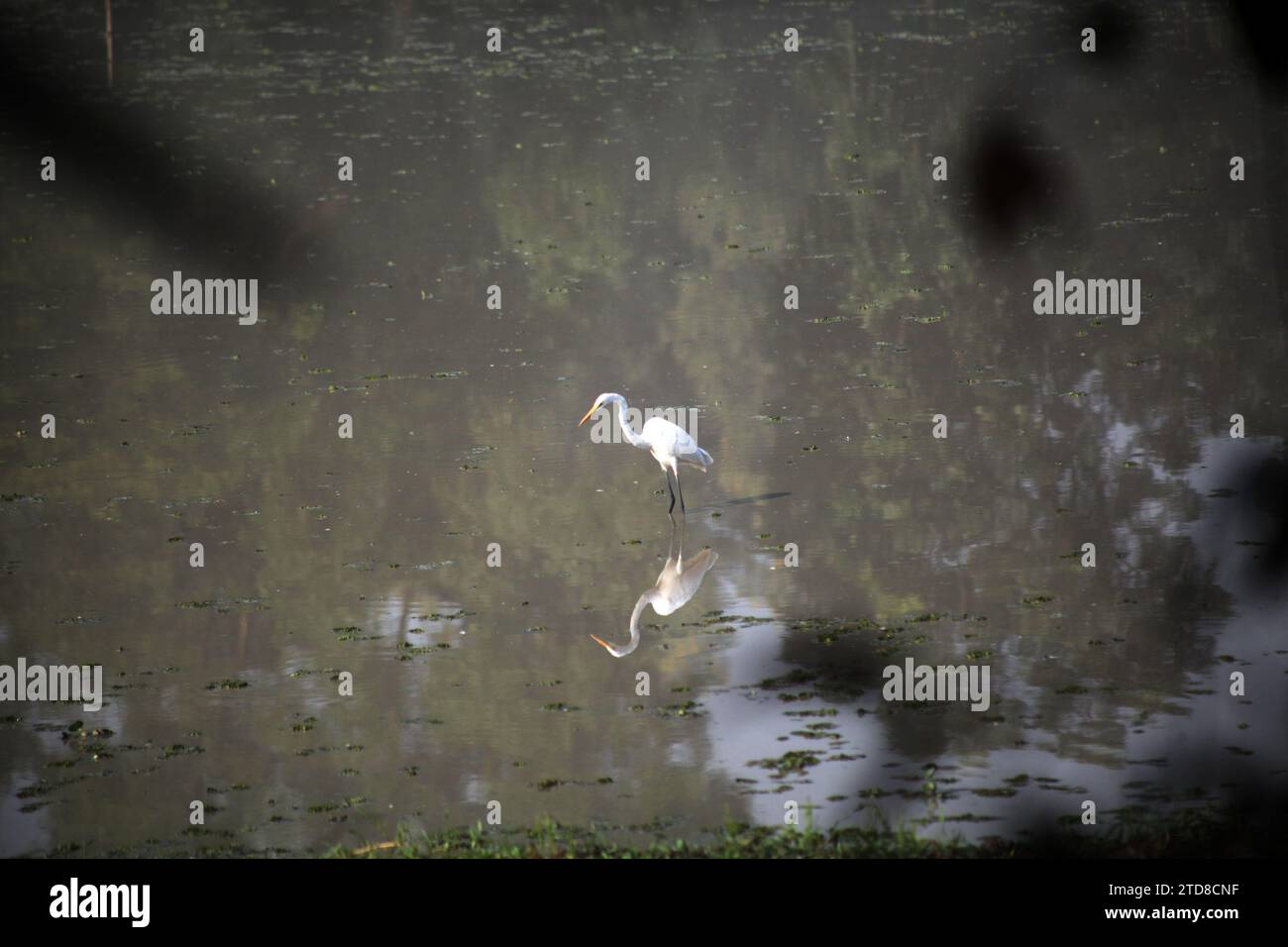 Bangladesh narayanganj janvier 01,2000.oiseaux de héron blanc au bangladesh.Nazmul islam/alamy Live news Banque D'Images