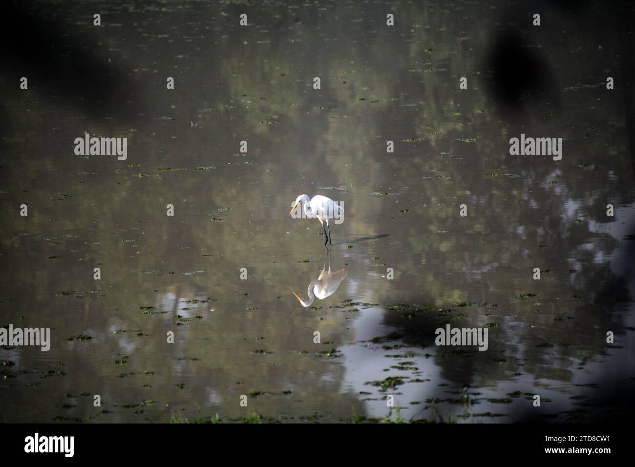 Bangladesh narayanganj janvier 01,2000.oiseaux de héron blanc au bangladesh.Nazmul islam/alamy Live news Banque D'Images